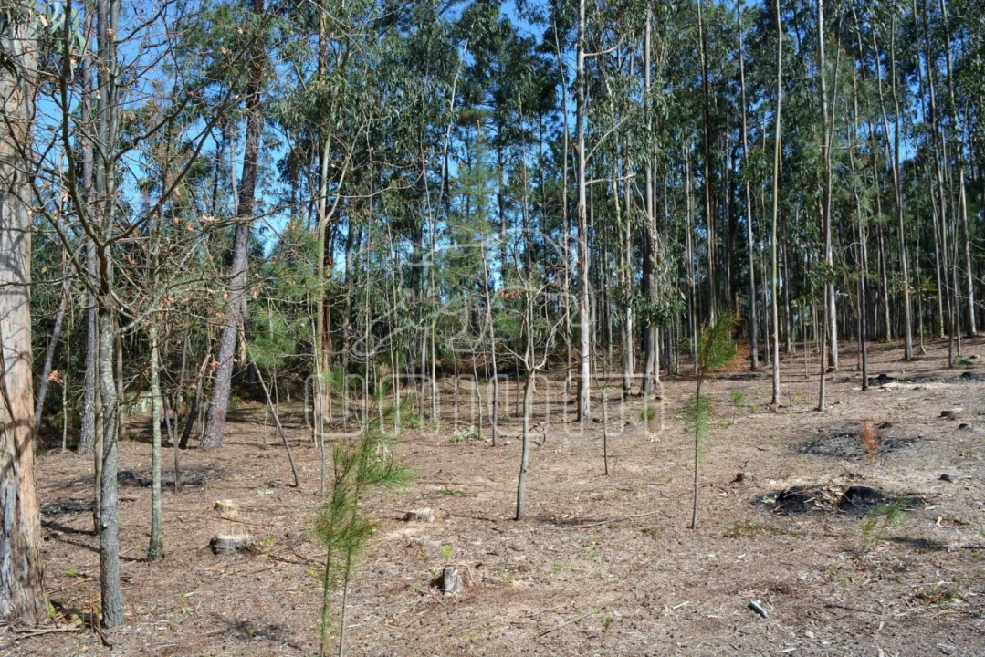 Terreno para Venda em Ardegão, Freixo e Mato Foto 4