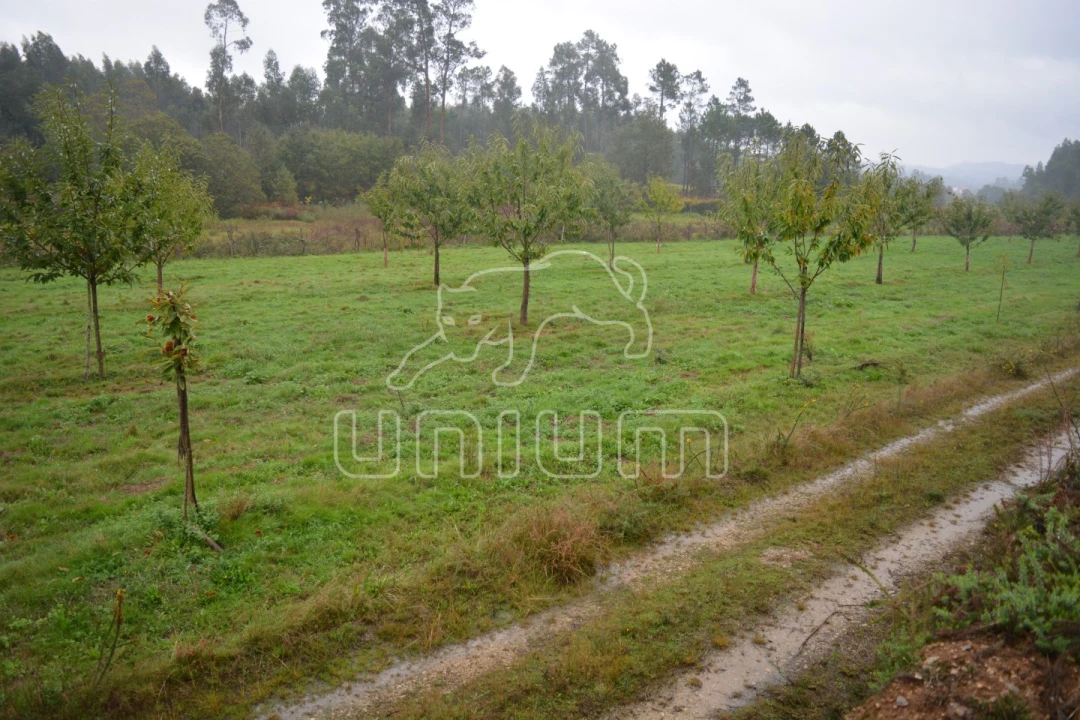 Terreno para Venda em Ardegão, Freixo e Mato Foto 2