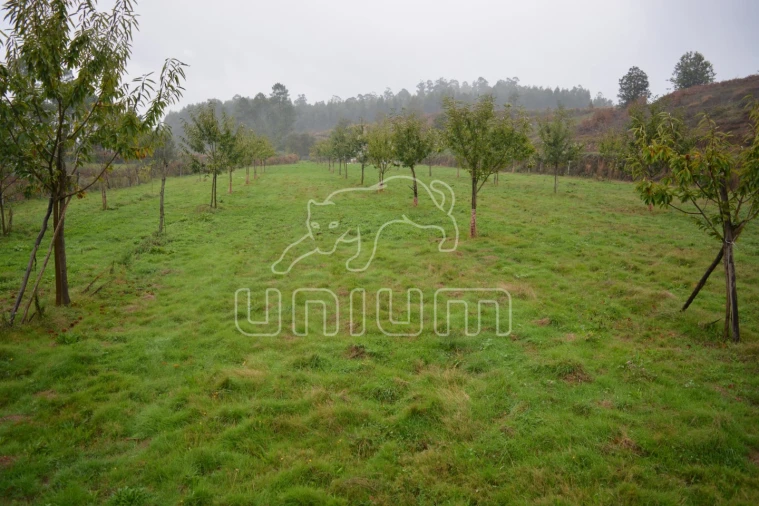 Terreno para Venda em Ardegão, Freixo e Mato Foto 1