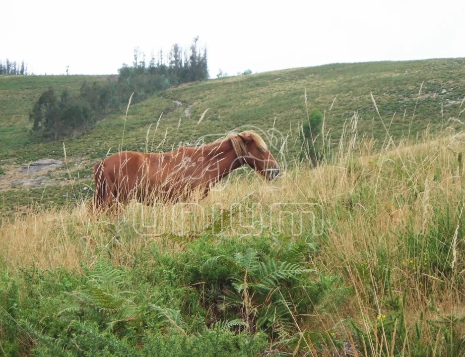 Quinta T4 para Venda em Serdedelo Foto 16