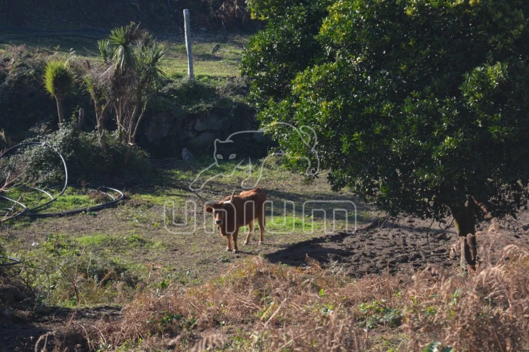 Quinta T3 para Venda em Souto e Tabaçô Foto 9