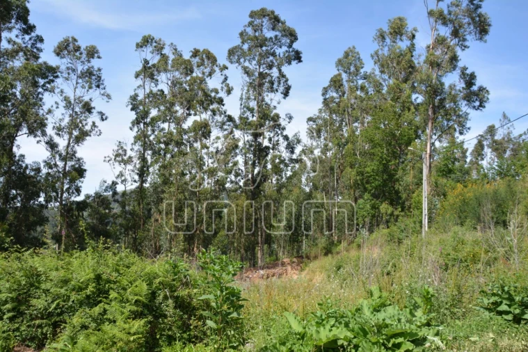 Terreno para Venda em Ribeira do Neiva