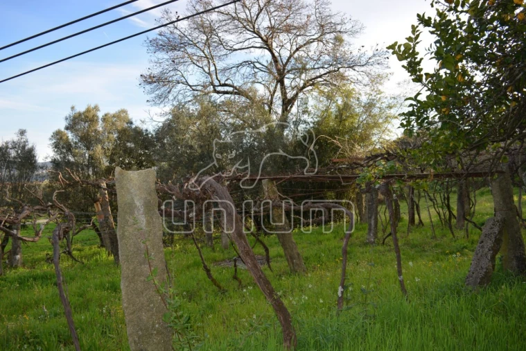 Quinta T3 para Venda em Cardielos e Serreleis Foto 8