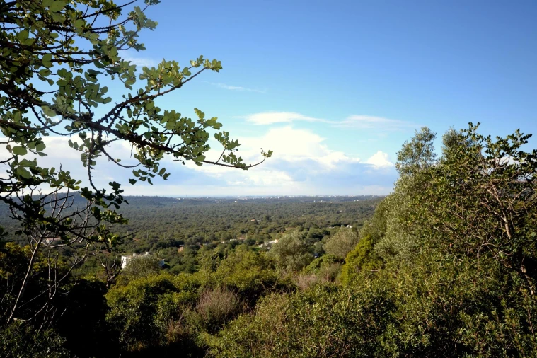 Terreno para Venda em Loule (São Sebastião) Foto 11
