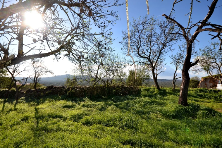 Terreno para Venda em Loule (São Sebastião) Foto 25