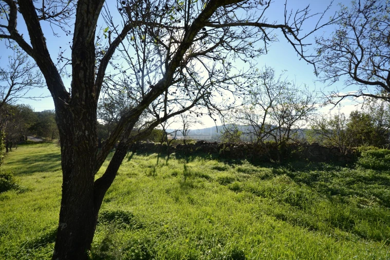 Terreno para Venda em Loule (São Sebastião) Foto 24