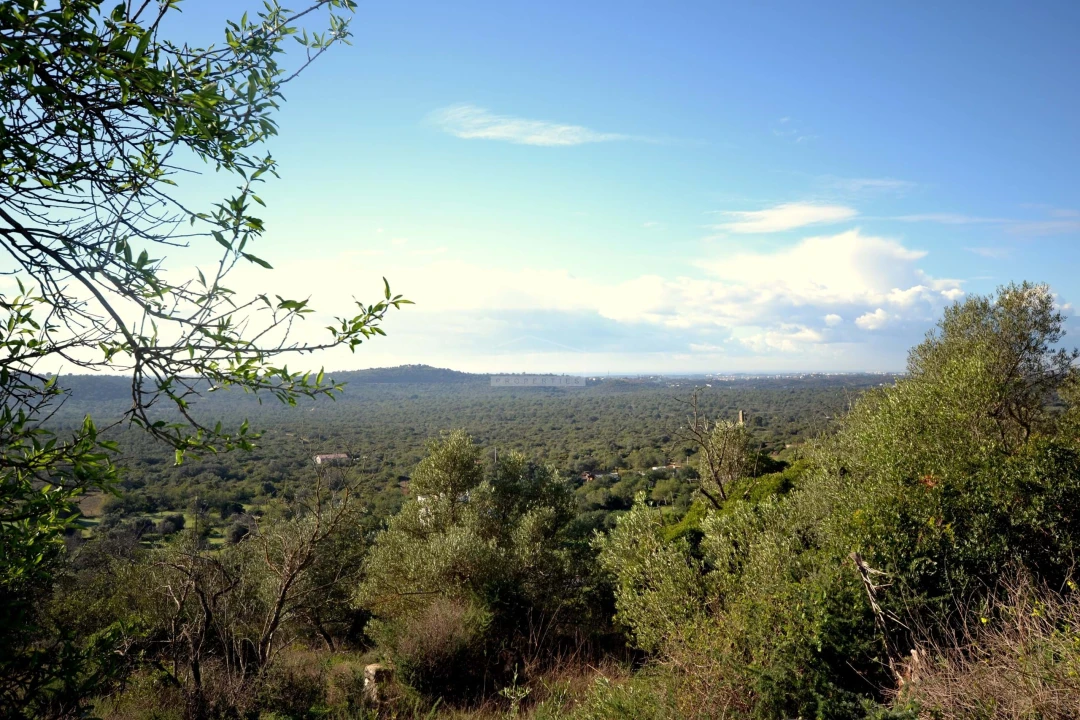 Terreno para Venda em Loule (São Sebastião) Foto 4