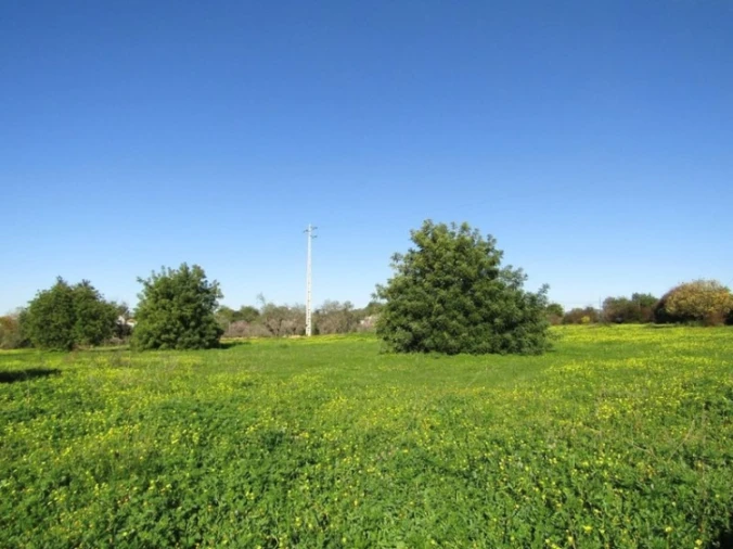 Terreno Agricola ou Rústico para Venda em Pechão Foto 11
