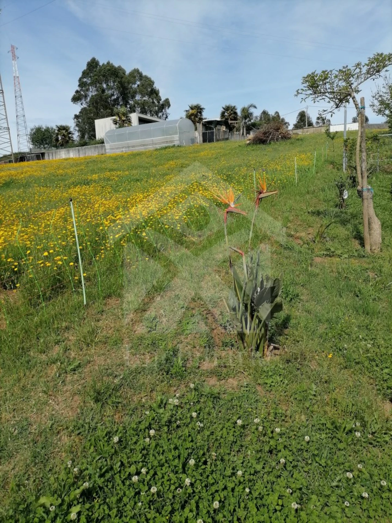 Terreno para Venda em Vila Nova de Famalicão e Calendário Foto 6