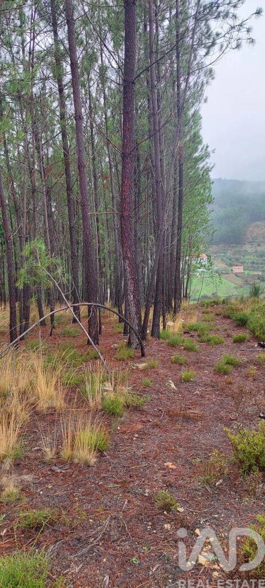 Terreno para Venda em Unhais-O-Velho Foto 30