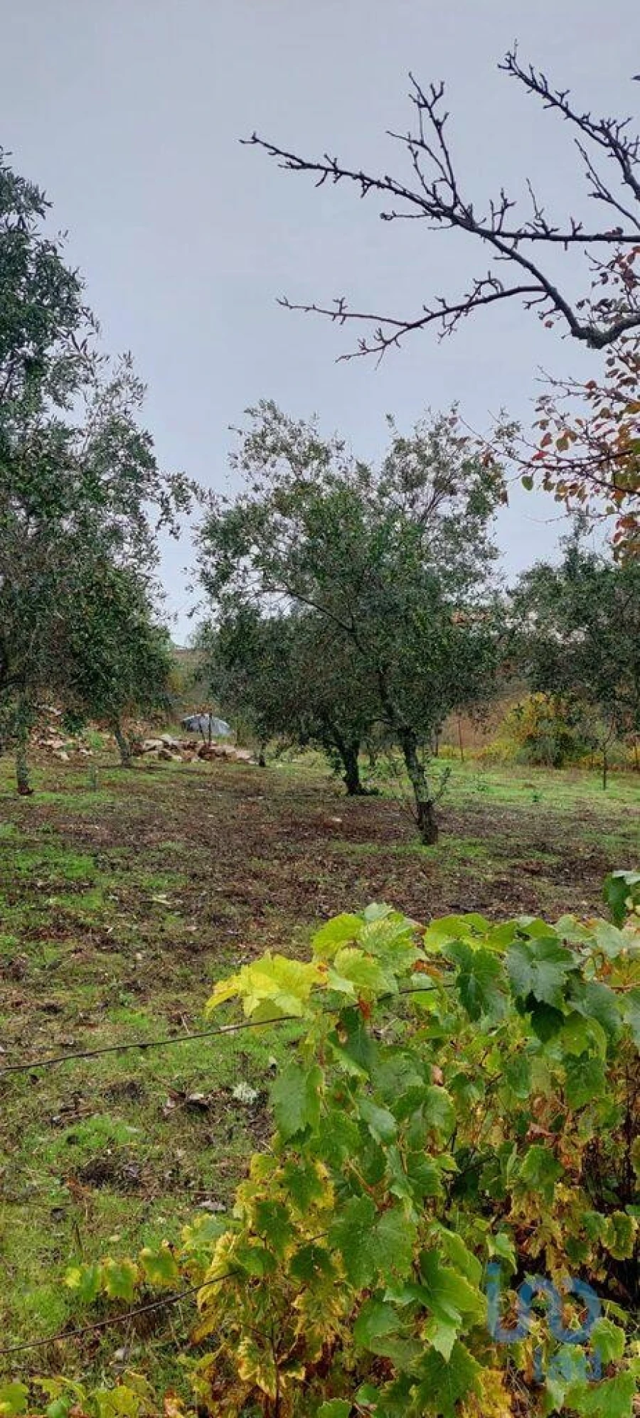 Terreno para Venda em Unhais-O-Velho Foto 9