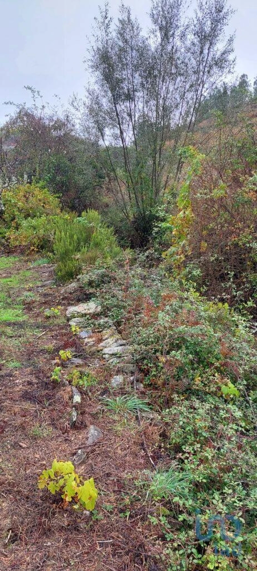 Terreno para Venda em Unhais-O-Velho Foto 13