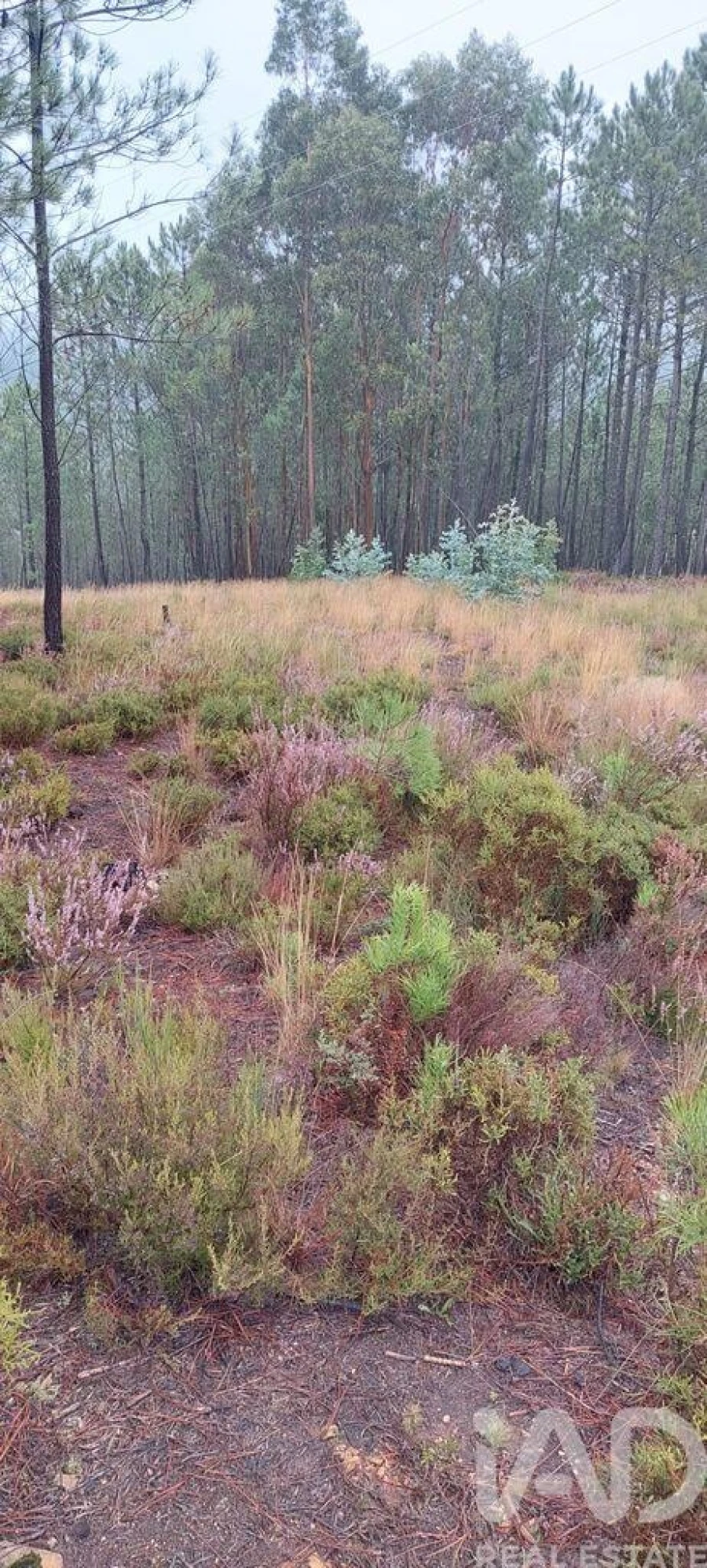 Terreno para Venda em Unhais-O-Velho Foto 28