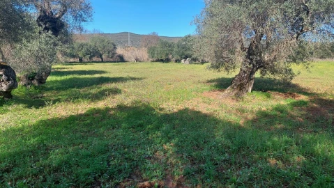 Terreno para Venda em Loule (São Sebastião)