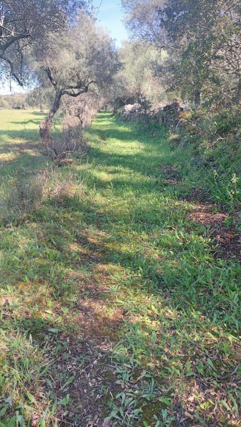 Terreno para Venda em Loule (São Sebastião)