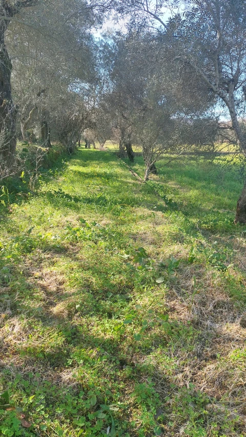 Terreno para Venda em Loule (São Sebastião)