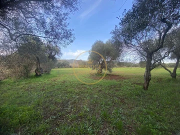 Terreno para Venda em Loule (São Sebastião)