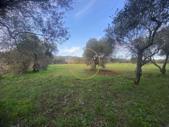 Terreno para Venda em Loule (São Sebastião) Foto 11