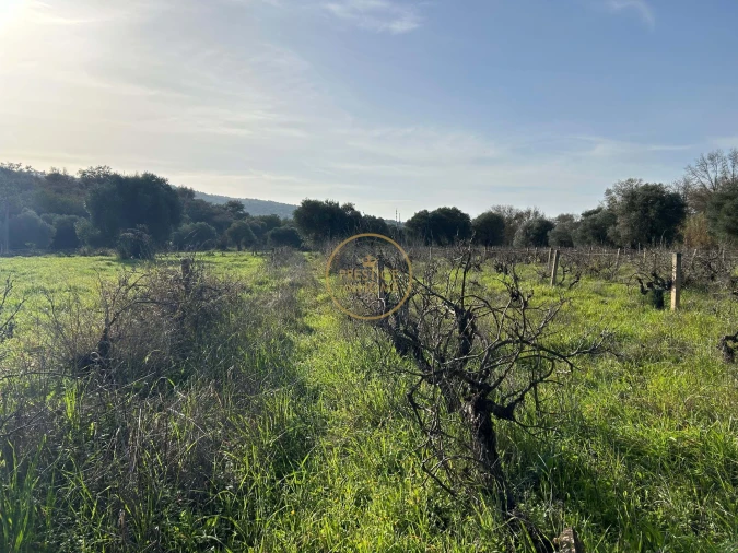 Terreno para Venda em Loule (São Sebastião) Foto 12
