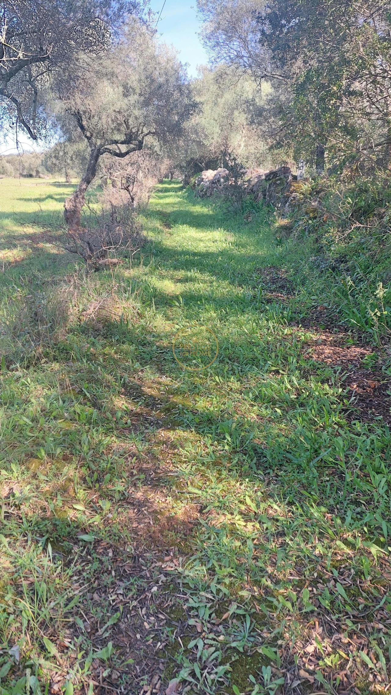Terreno para Venda em Loule (São Sebastião) Foto 13