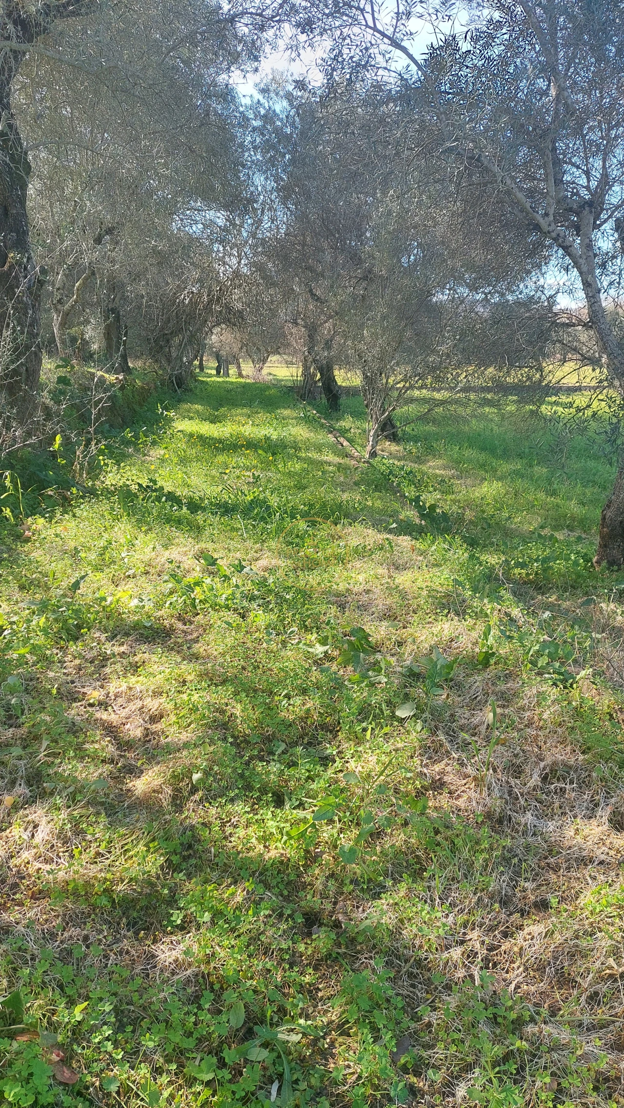 Terreno para Venda em Loule (São Sebastião) Foto 7