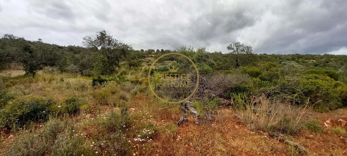 Terreno para Venda em Loule (São Clemente) Foto 4