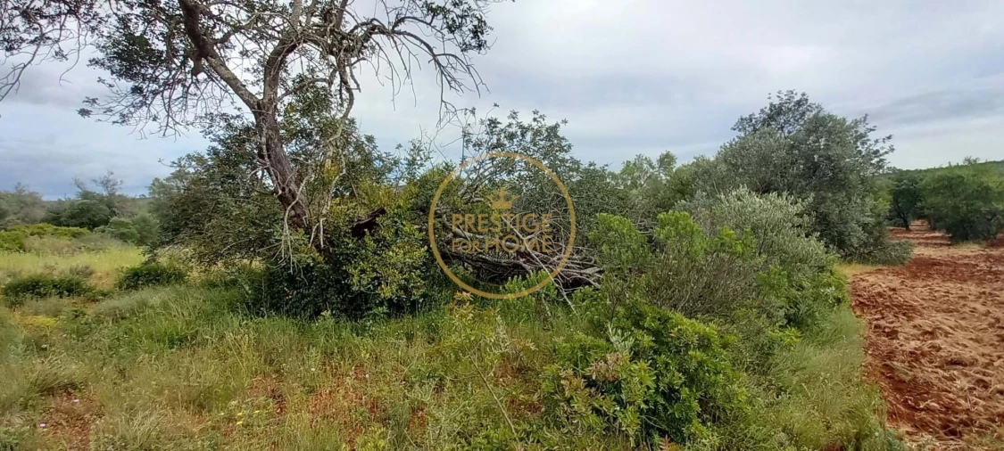 Terreno para Venda em Loule (São Clemente) Foto 7