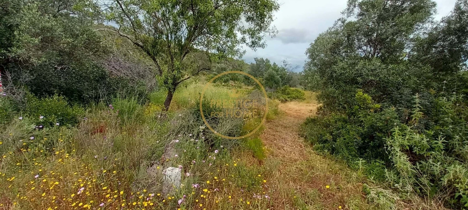 Terreno para Venda em Loule (São Clemente) Foto 8
