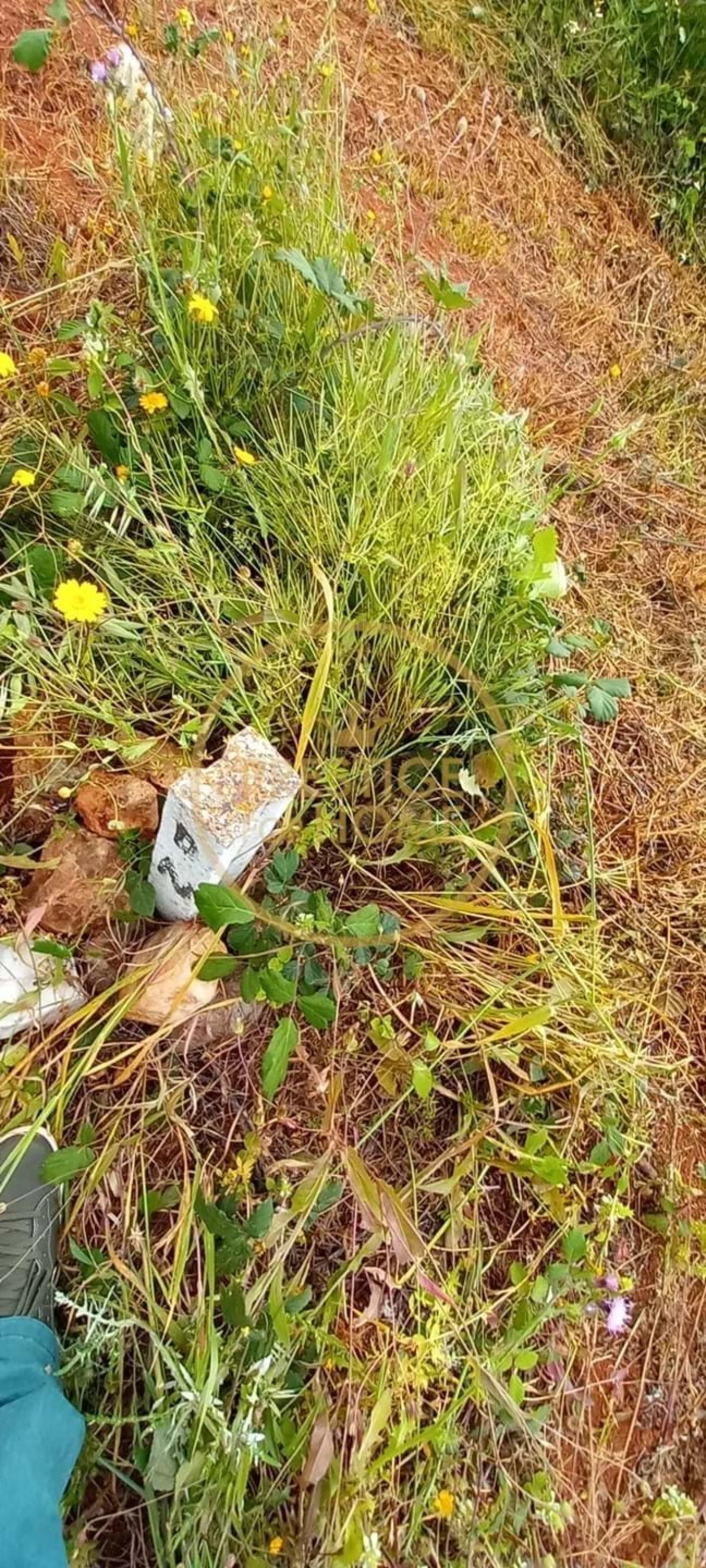 Terreno para Venda em Loule (São Clemente) Foto 3