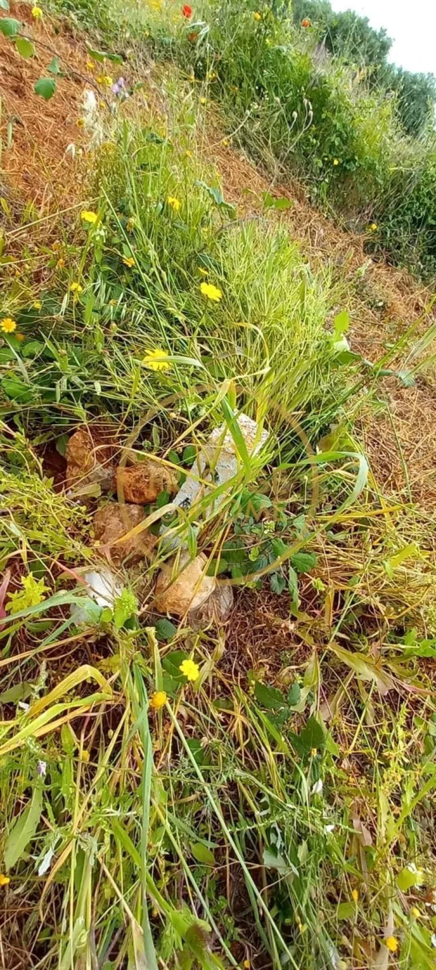 Terreno para Venda em Loule (São Clemente) Foto 4