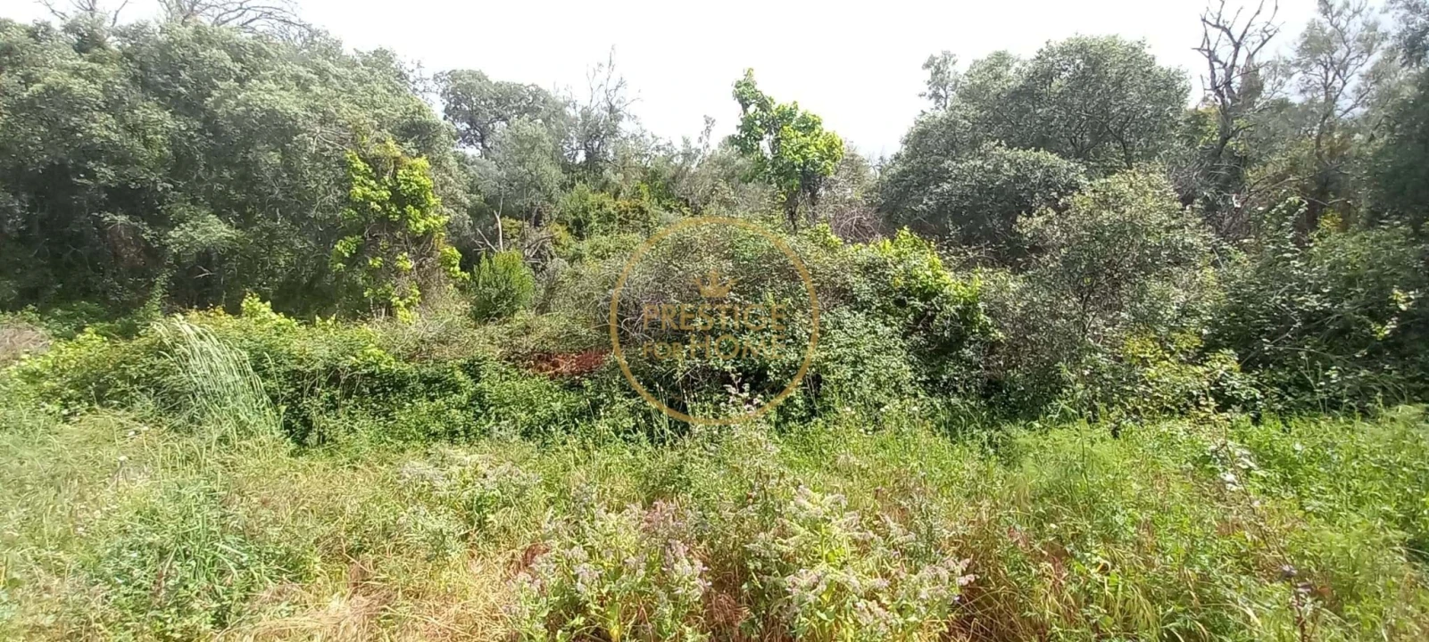 Terreno para Venda em Alte Foto 13