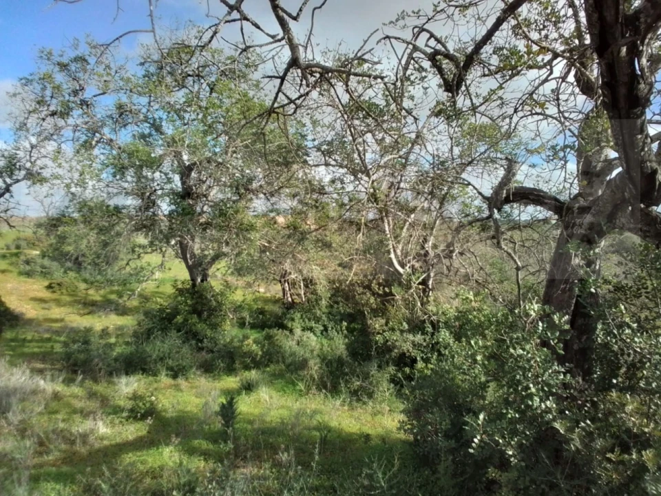 Terreno para Venda em Ferreiras Foto 17