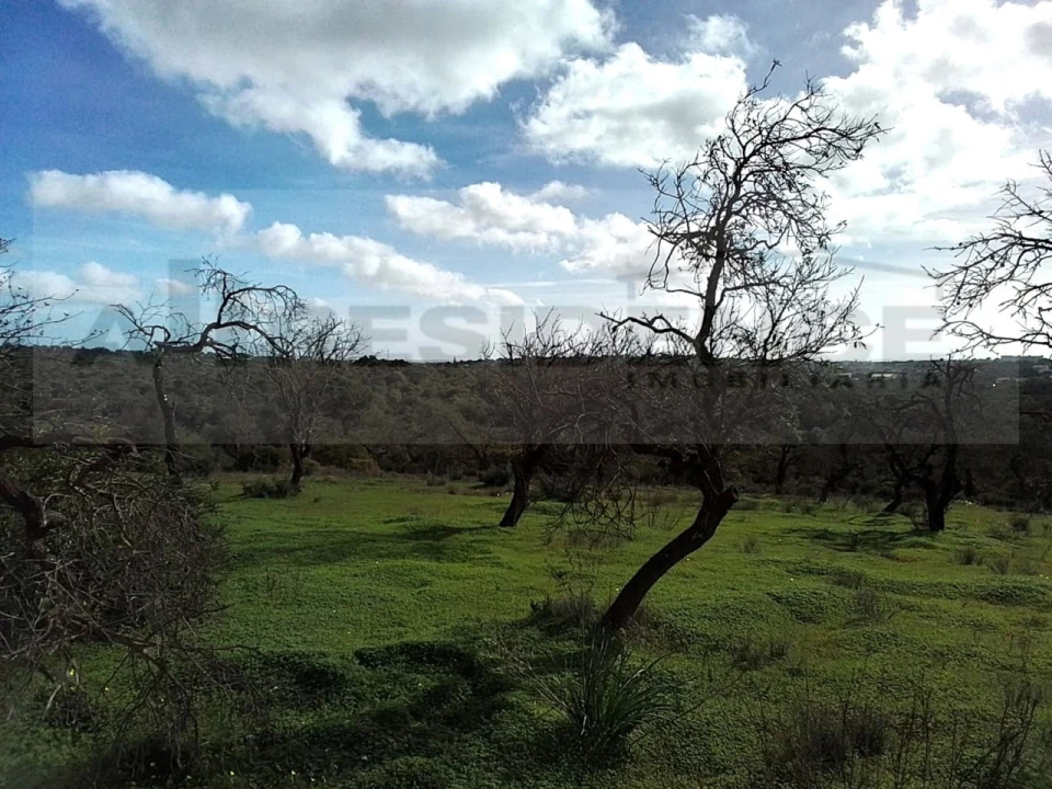 Terreno para Venda em Ferreiras Foto 19