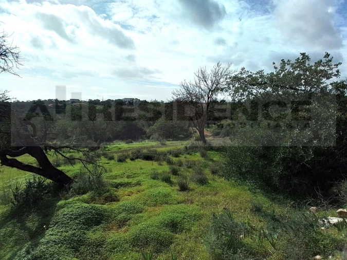 Terreno para Venda em Ferreiras Foto 11