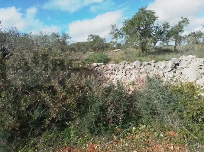 Terreno para Venda em Ferreiras Foto 15