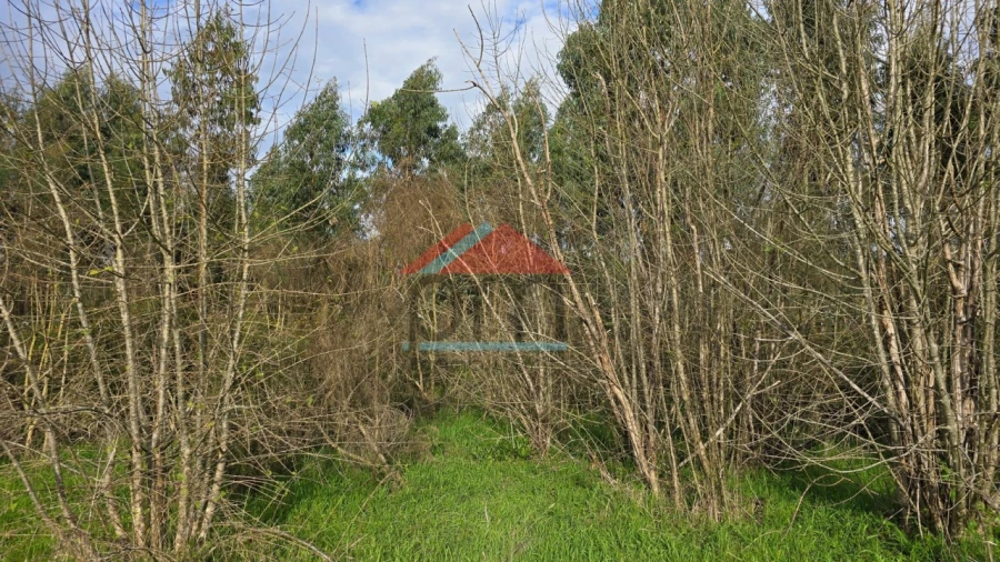 Terreno Agricola ou Rústico para Venda em Bela Foto 7