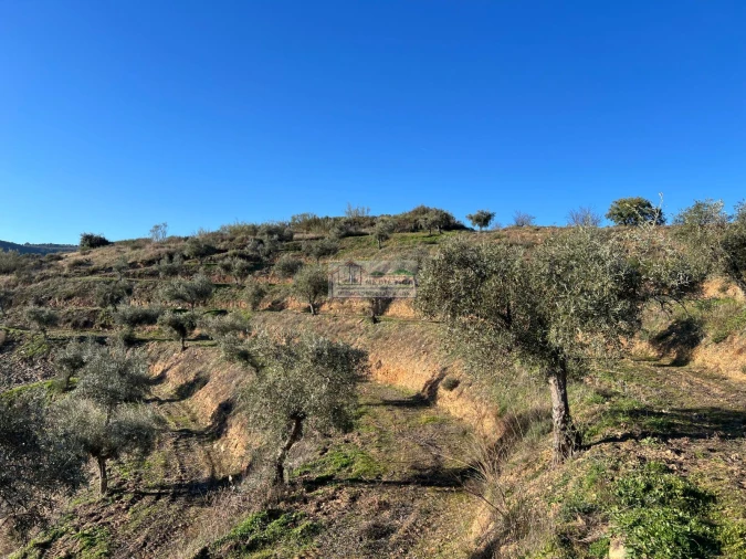 Quinta para Venda em Eucisia, Gouveia e Valverde Foto 3