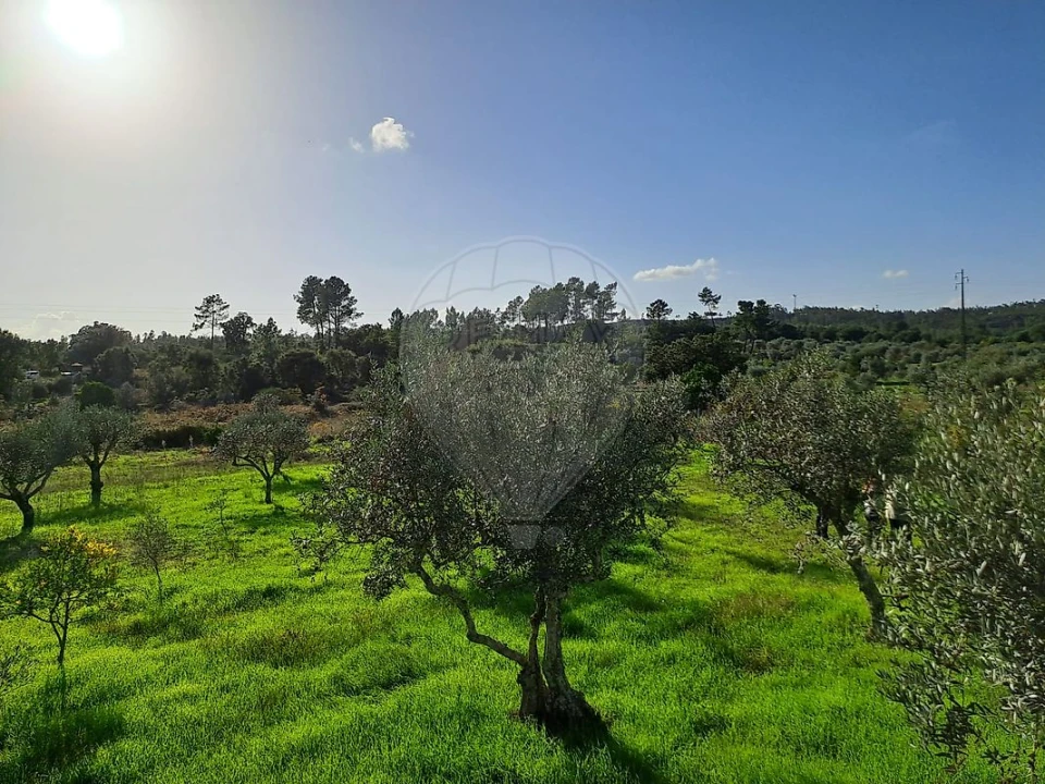 Terreno para Venda em Mação, Penhascoso e Aboboreira Foto 10