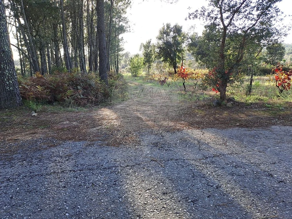 Terreno para Venda em Mação, Penhascoso e Aboboreira Foto 4