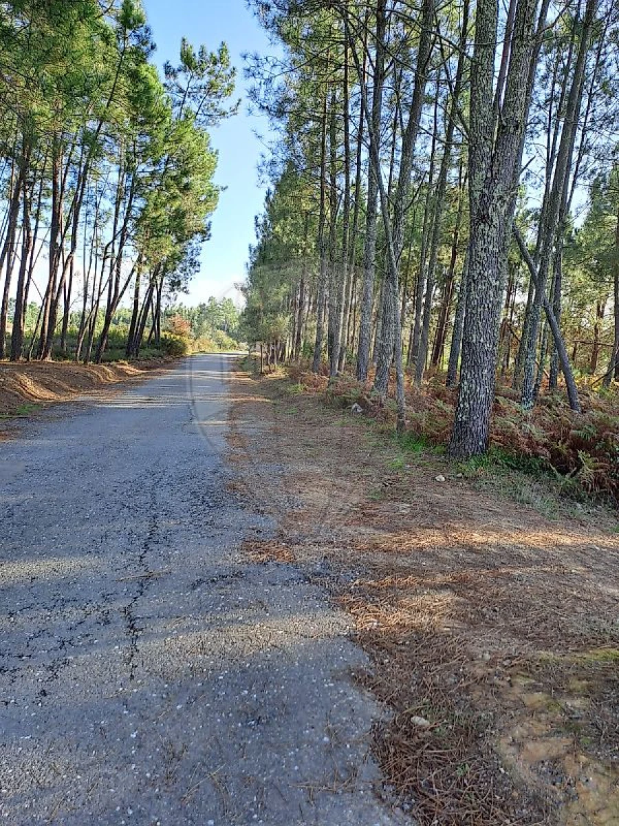 Terreno para Venda em Mação, Penhascoso e Aboboreira Foto 3