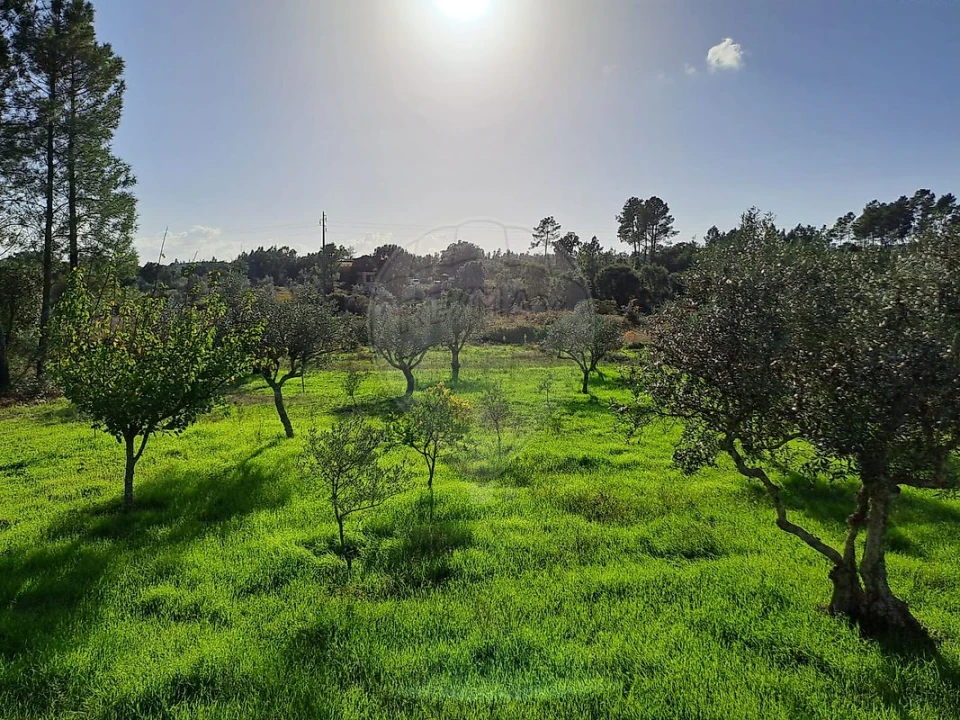 Terreno para Venda em Mação, Penhascoso e Aboboreira Foto 11