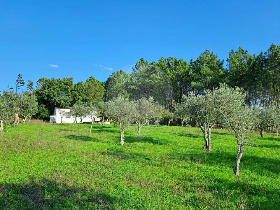 Terreno para Venda em Mação, Penhascoso e Aboboreira Foto 6