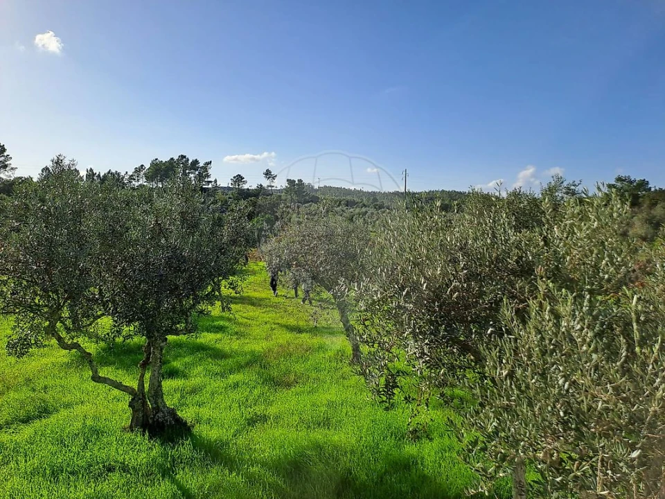 Terreno para Venda em Mação, Penhascoso e Aboboreira Foto 7