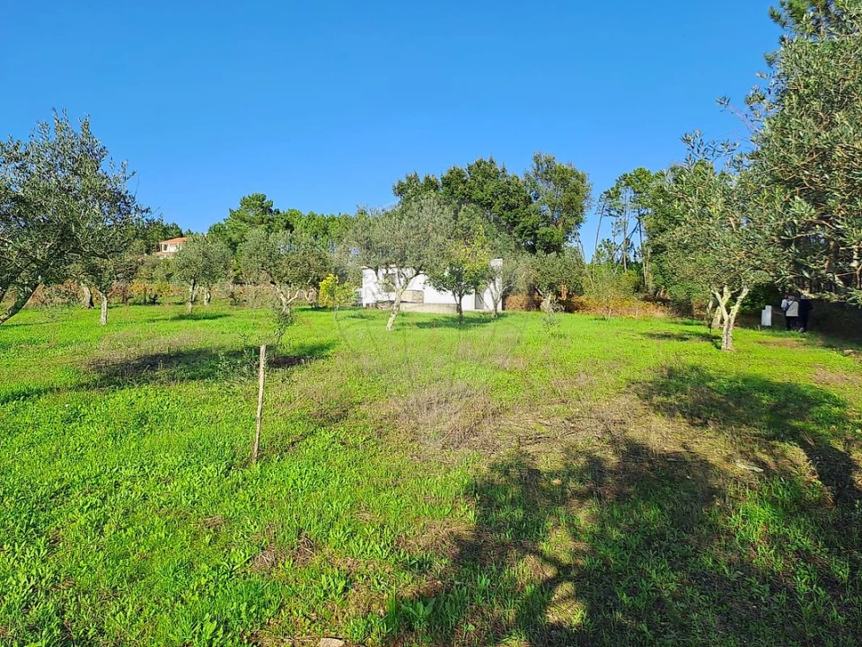 Terreno para Venda em Mação, Penhascoso e Aboboreira Foto 5
