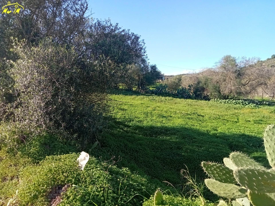 Terreno Agricola ou Rústico para Venda em Azinhal Foto 10