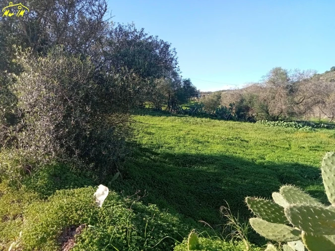 Terreno Agricola ou Rústico para Venda em Azinhal Foto 10