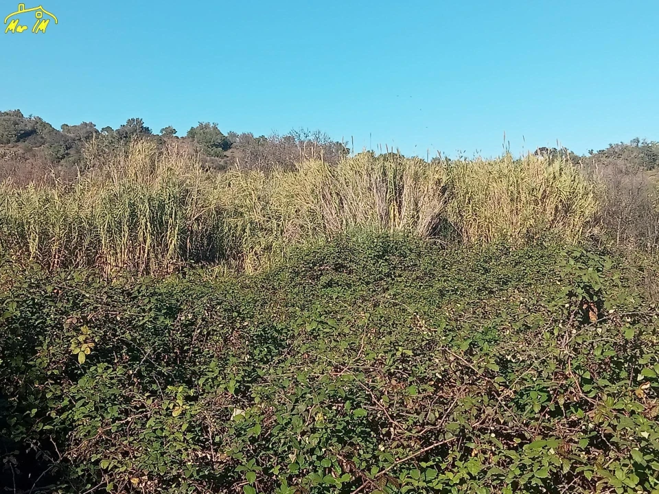 Terreno Agricola ou Rústico para Venda em Azinhal Foto 23