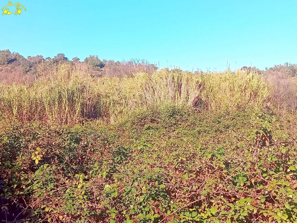 Terreno Agricola ou Rústico para Venda em Azinhal Foto 45