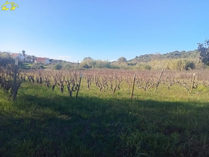 Terreno Agricola ou Rústico para Venda em Azinhal Foto 27