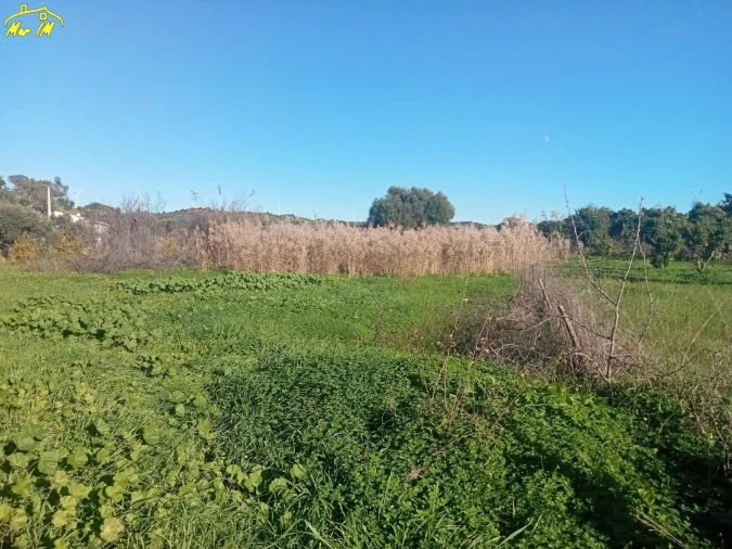 Terreno Agricola ou Rústico para Venda em Azinhal Foto 33